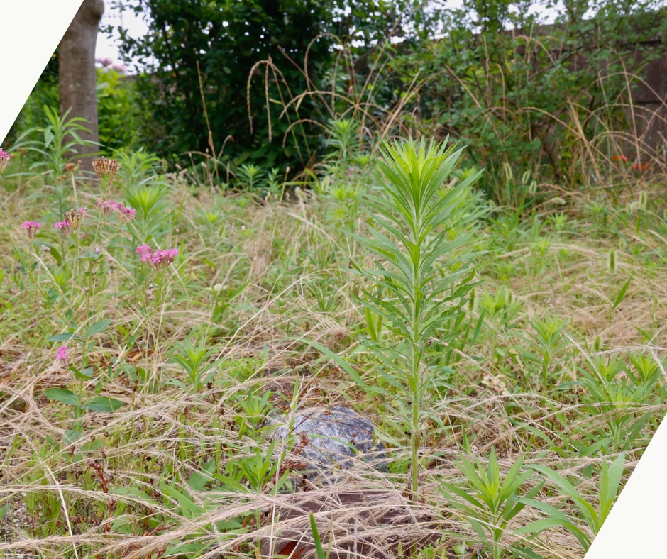 zufarlandscape-situation-overgrownweeds